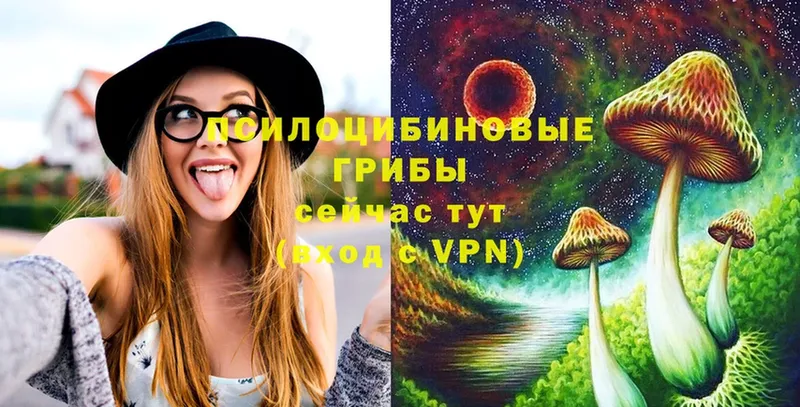 Псилоцибиновые грибы Psilocybe  Мичуринск 